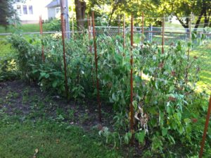 Dave’s Garden Journal 2013 Part 2 – Wineberry final thoughts this year